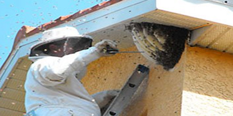 BEEHIVE REMOVAL IN CHENNAI